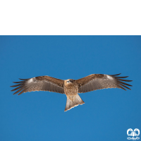 گونه کورکور سیاه Black Kite